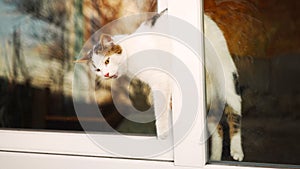 Cat stuck in the window. An open window is dangerous for pets