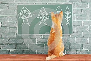 Cat studied mathematics