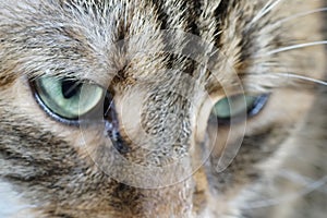 Cat in studio photographed
