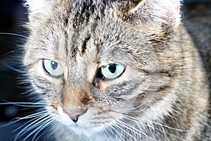 Cat in studio photographed