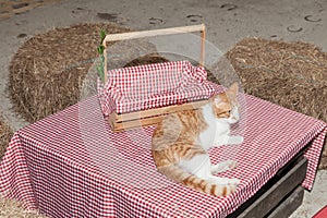 Mammal domestic cat as a pet photo
