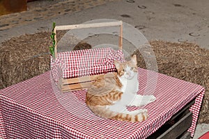 Mammal domestic cat as a pet photo