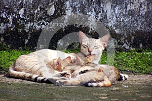 Cat suckling her kittens