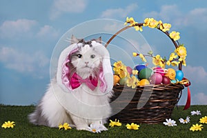 Cat in the suit bunny celebrates Easter