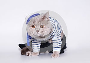 Cat in a suit of the seaman.