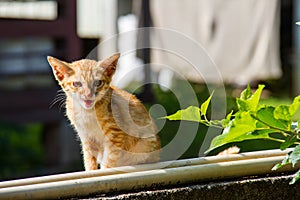 Cat in Summer. Beautiful