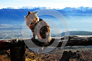 Cat on the summit of the mountain in Argentina, Bolson