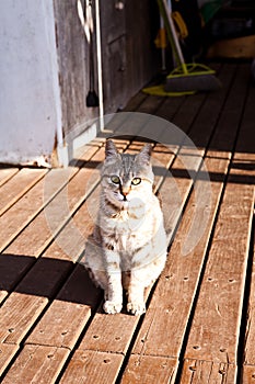 a cat in the sun sitting on a wooden deck