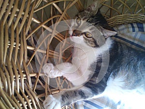 Cat on the sun in a wicker chair