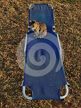 Cat sunbathing