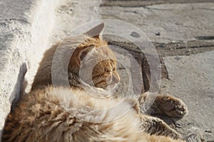 Cat Sunbathing