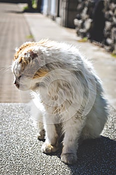 Cat sunbathing