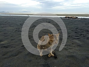 A Cat Sunbathing At The Beach