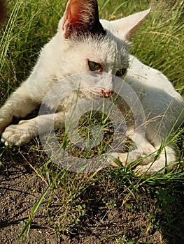 Cat sunbathing in the bush