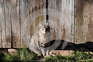 Cat sunbathing in front of rustic woods