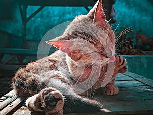 A cat is sunbathing while licking its nails