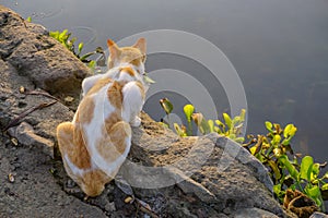 A cat is sunbathing in the morning by the lake