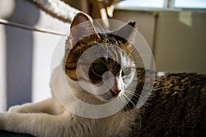 Cat sunbathing and posing at home