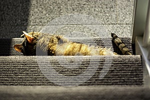 Cat is sunbathing on a staircase. Photo taken from above