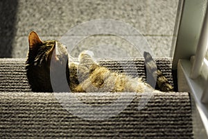 Cat is sunbathing on a staircase. Photo taken from above. Cat is lying on the stairs