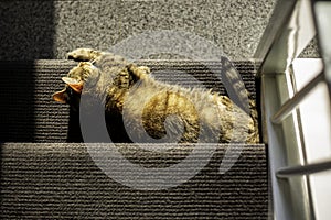 Cat is sunbathing on a staircase. Photo taken from above. Cat sleeping in the sun