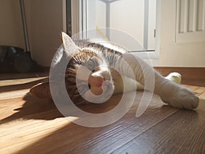 Cat in the sunbeam
