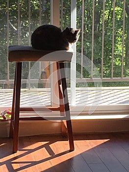 Cat in sunbeam