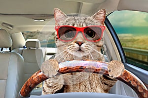 Cat with sunglasses driving a car photo