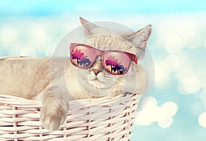 The cat in sunglasses lying in a basket