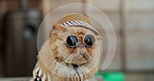 Cat, sunglasses and outdoor in animal clothes with style, fashion and funny in city, street or road. Ginger kitten, pet