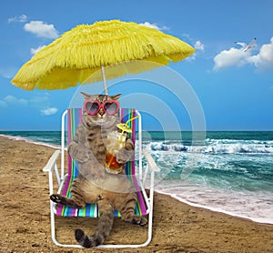 Cat with cocktail on a beach chair