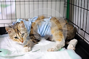 Cat after surgery with bandage in a cage in a veterinary clinic