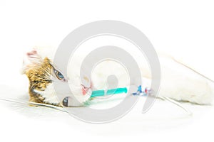 Cat on surgical table during castration in veterinary clinic. Photo on white background, blurred