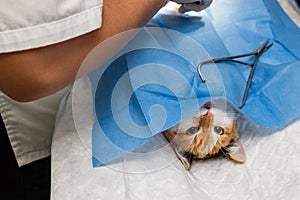 Cat on surgical table during surgeon castration in veterinary clinic on a table.vet. doctor during cat surgery.closeup photo