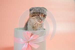 Cat surprise in a gift box.Scottish fold kitten.Adorable pet inside a circular gift box.kitten nestled in a gift box