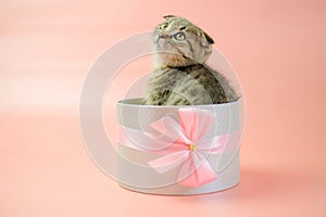 Cat surprise. Kitten in a gift box.Adorable pet inside a circular gift box.kitten nestled in a gift box, adorned with a