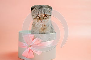 Cat surprise. Kitten in a gift box.Scottish fold kitten.Adorable pet inside a circular gift box.kitten nestled in a gift