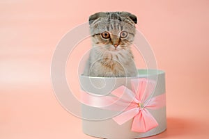 Cat surprise. Kitten in a gift box.Scottish fold kitten.Adorable pet inside a circular gift box.kitten nestled in a gift