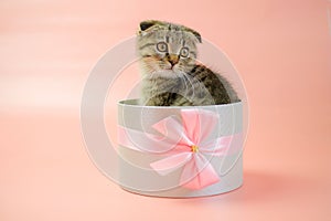 Cat surprise. Kitten in a gift box.Scottish fold kitten.Adorable pet inside a circular gift box.kitten nestled in a gift