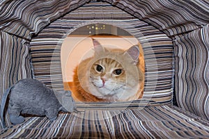 Cat surprised by his mouse toy