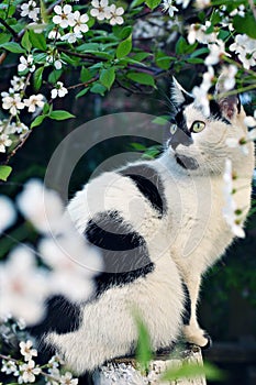 Cat surrounded by cherry blossoms