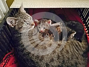 Cat tabby and her three kittens lie in a black plastic box