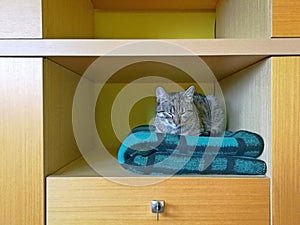 Cat tabby lies in a closet on a green-black checkered blanket