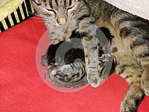 Cat tabby lies with its kittens in the lair on a red blanket