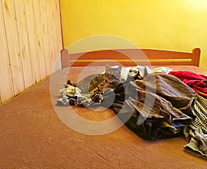 Cat tabby lying on a bed in a pile of clothes