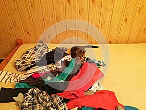 Cat tabby lying on bed in pile of laundry