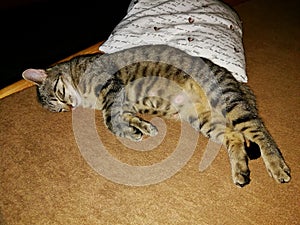 Cat tabby sleeping on bed next to pillow