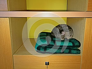 Cat tabby sleeps in a closet on a green-black checkered blanket