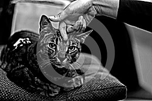 Tabby cat getting petted stares at the camera.