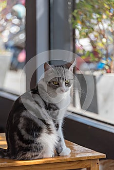 Cat on a Table